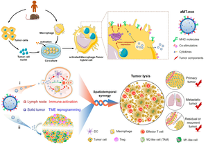 Preparation of macrophage–tumor chimeric exosomes and tumor inhibition mechanism