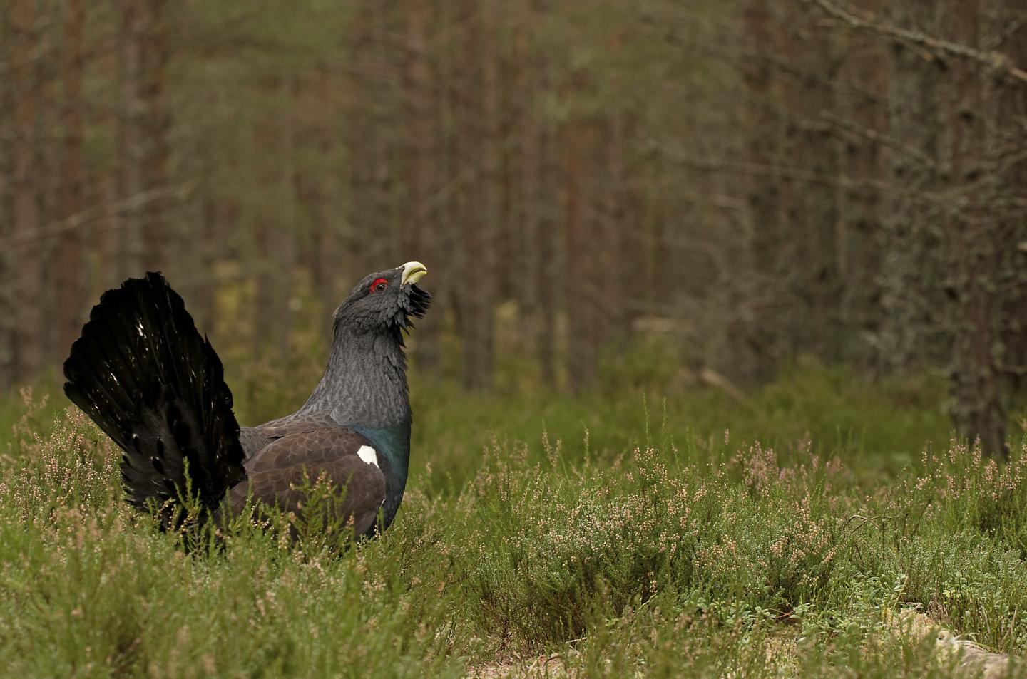 Capercaillie - Dave Braddock (rspb-images.com).jpg
