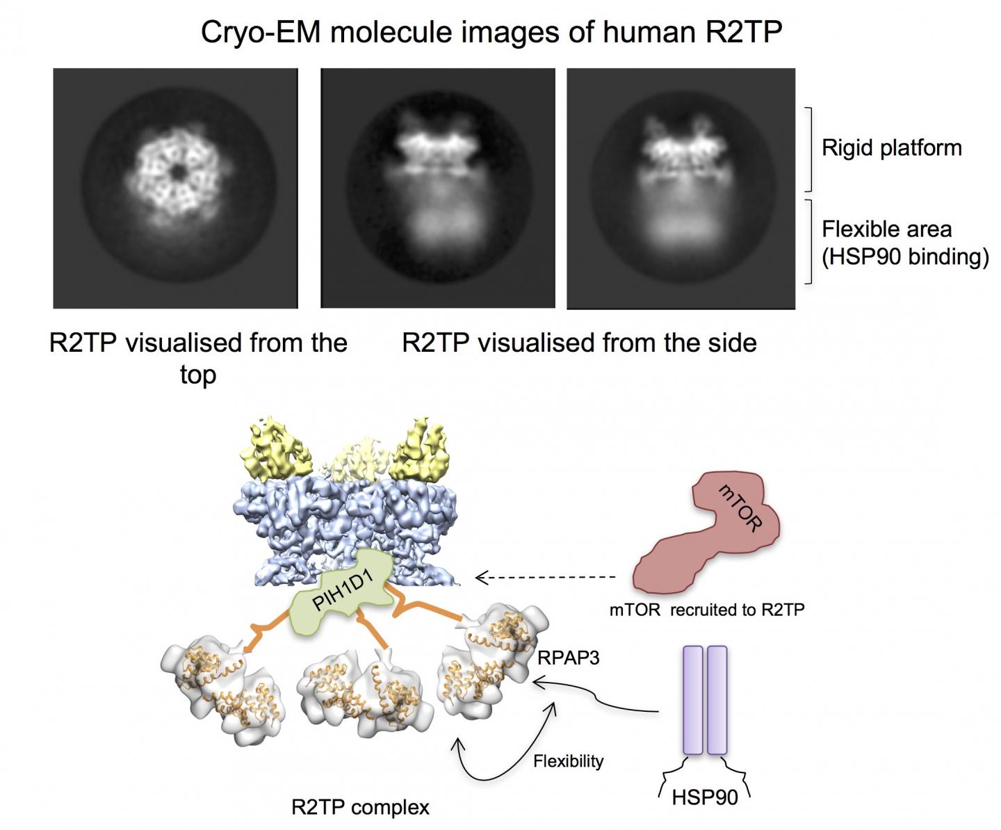 Figure Image Eurekalert Science News Releases