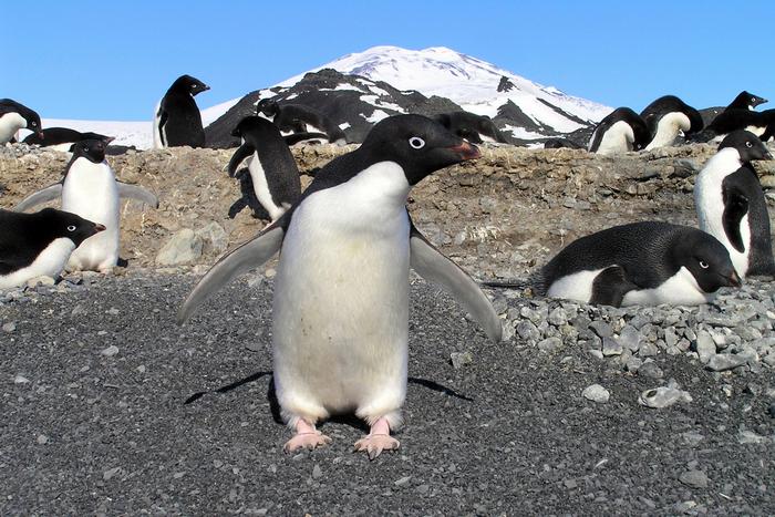 Photograph of an Adélie penguin breeding colony