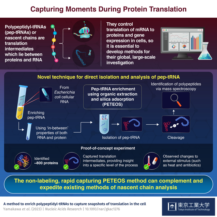 Capturing Moments During Protein Translation