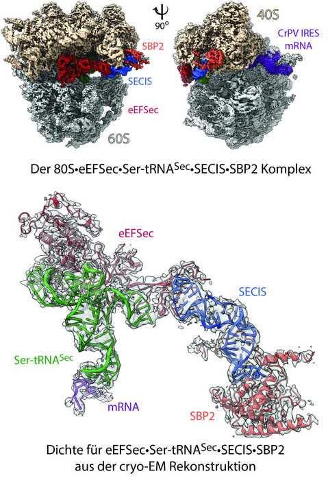 Structure of the ‘selenosome’