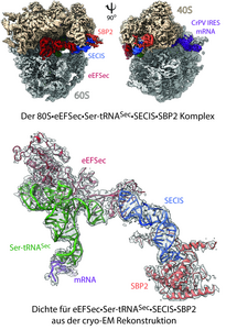 Structure of the ‘selenosome’