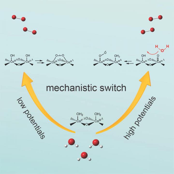 A Potential-Dependent Switch