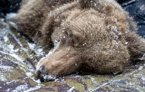 Image of a sleeping Brown bear (Ursos arctos) that was observed during the study