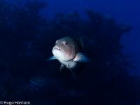 Coral Grouper