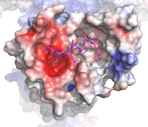 itch receptor