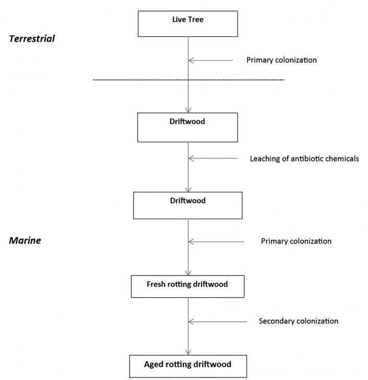Decay Succession of Marine Driftwood