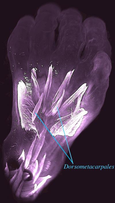 The Human Embryonic Hand