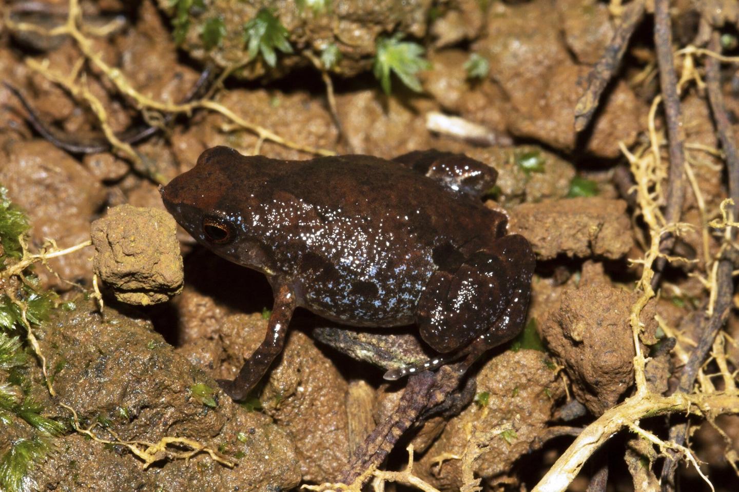 Life Coloration of Stumpffia froschaueri sp. nov. 1