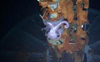 Underwater Pipe with Marine Animal
