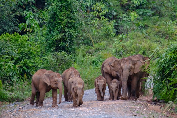 Group of Elephants