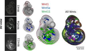 External views of mouse embryos after 10.5 days of embryonic development.