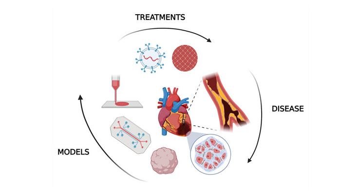 Treating Preventing Heart Attacks With Human Eurekalert