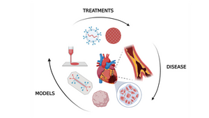 In vitro human models allow researchers to examine the impact of heart attacks and treatment of the fibrotic tissue