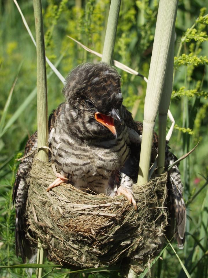 Cuckoo in a Nest [IMAGE] EurekAlert! Science News Releases