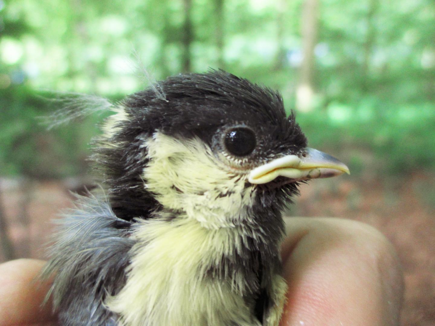 Rural Great Tit Reared in Urban Environment