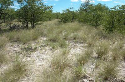 Etosha (2 of 2)