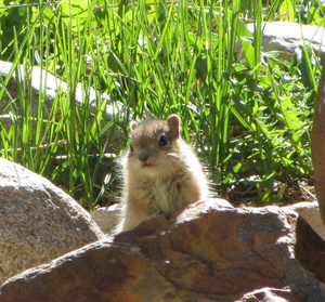 Golden-mantled ground squirrel pup