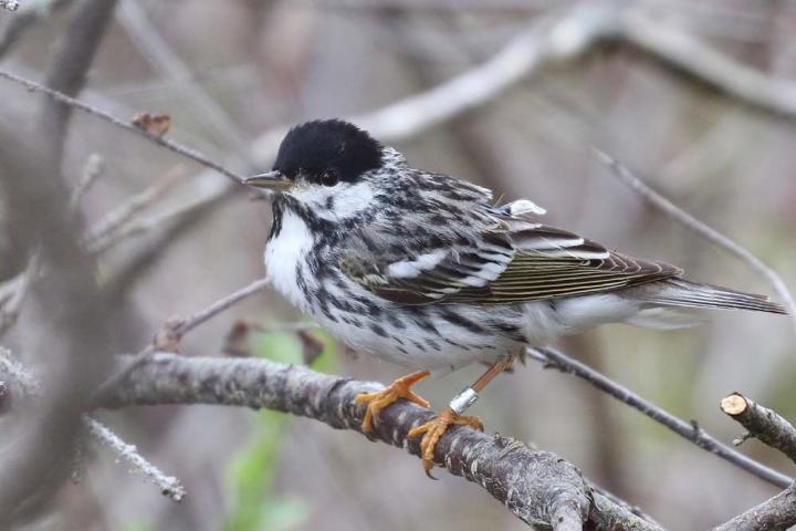 Blackpoll Warbler