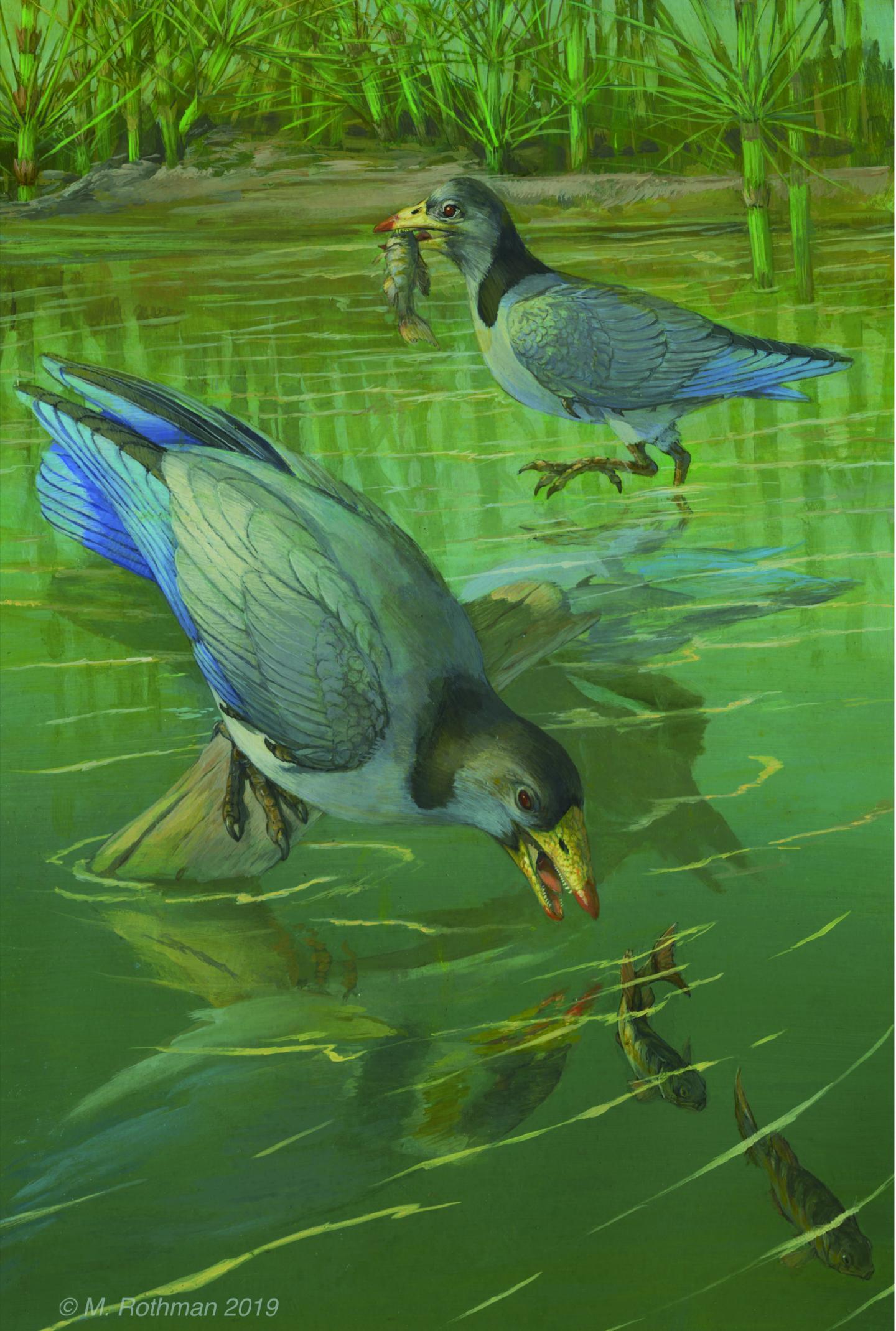 Reconstruction of <i>Yanornis martini</i> 