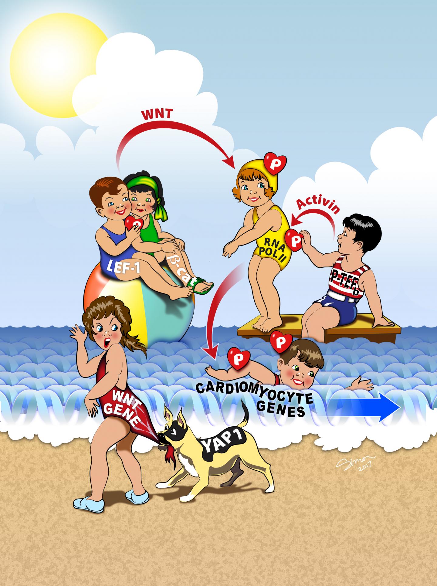 Salk Institute - Jones lab - JSimon illustration