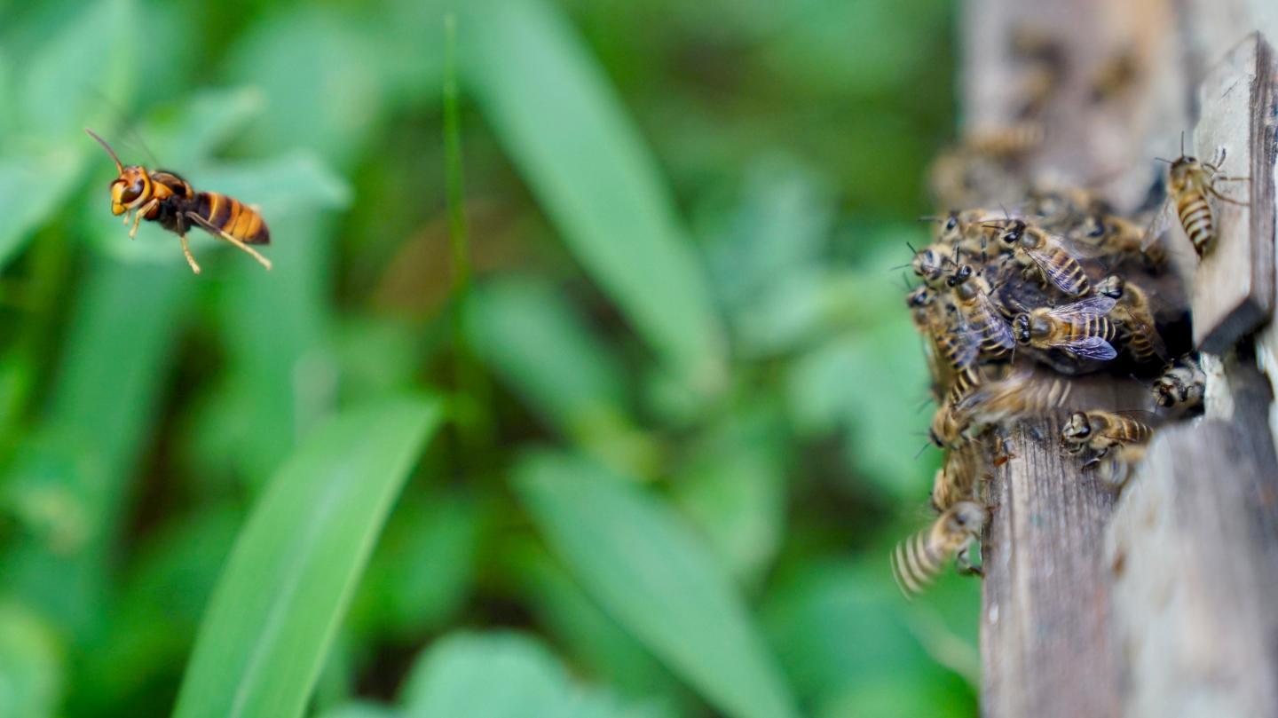 See them fly. Wild Bees Attack. Wild Bees Attack people.