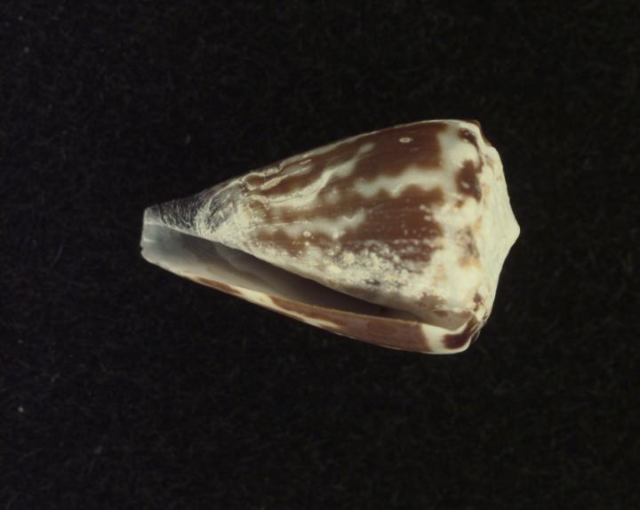 Conus nux