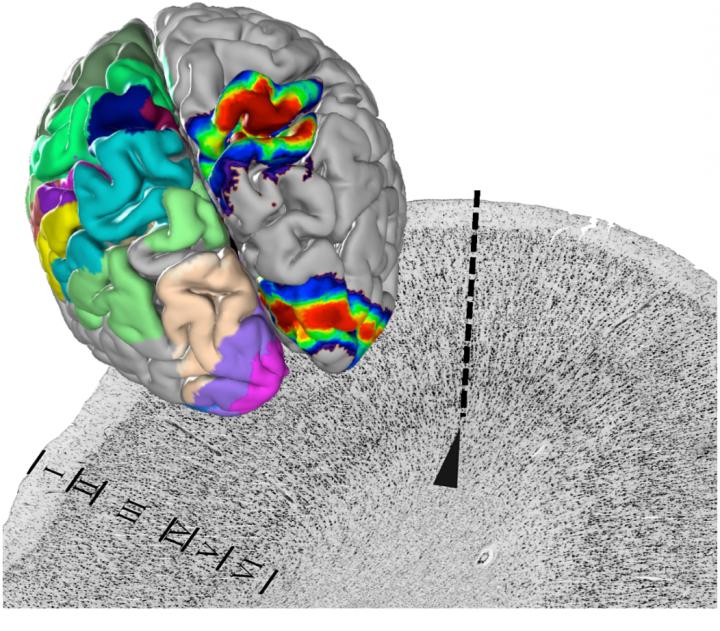Julich Brain Atlas