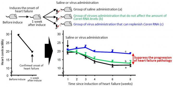 Effect of <I>Caren</i> RNA Supplement Therapy on Myocardial Cells in Progression of Heart Failure