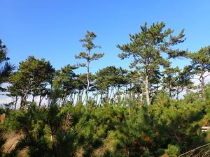 Pinus thunbergii trees in coastal forests