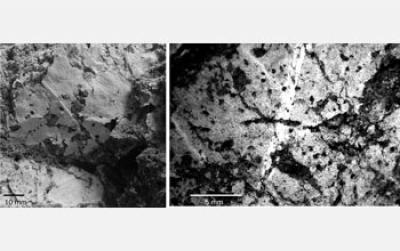 77,000-Year-Old Fossilized Leaves