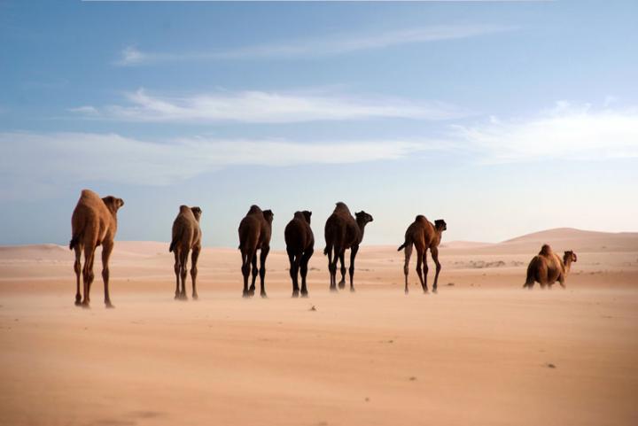 Dromedaries