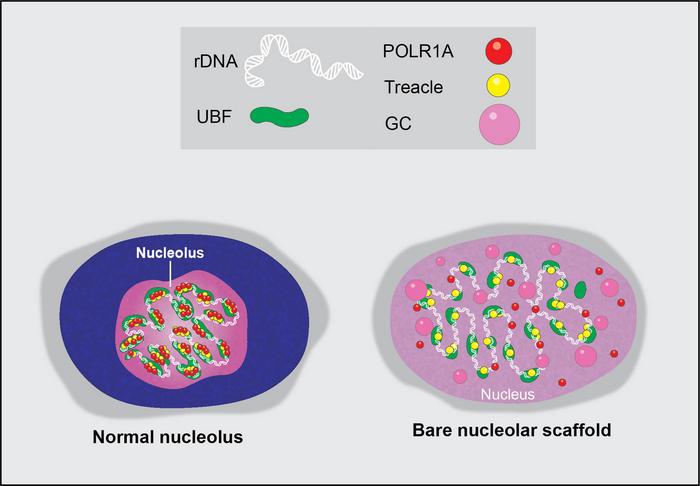 Graphical illustration of a normal nucleolus and its extreme stress state