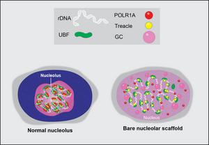 Graphical illustration of a normal nucleolus and its extreme stress state