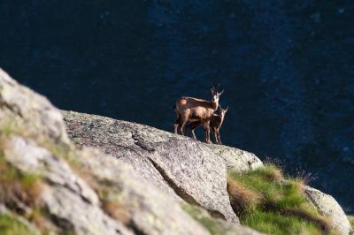 Chamois Goats (2 of 3)