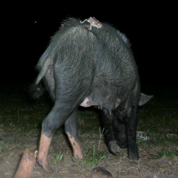 Vampire Bats and Feral Pigs