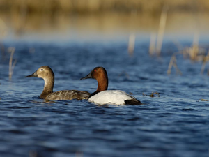 canvasbacks ducks