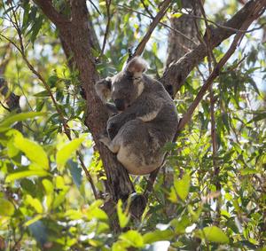 Koala