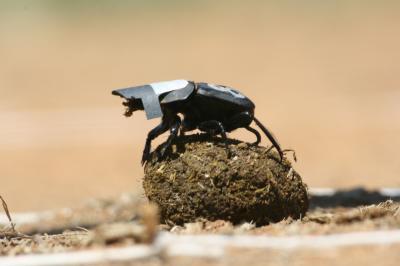 Dung Beetle