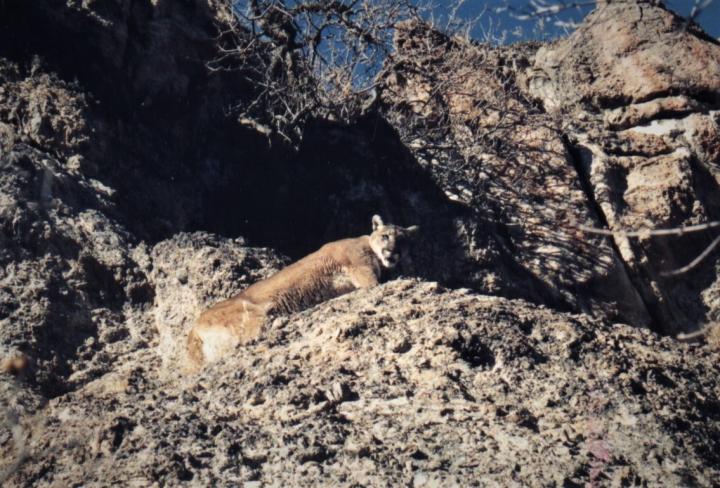 Mountain Lion