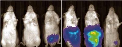 Firefly Genes Allow Testing of New Therapy Against Lymphoma 2 (of 3)