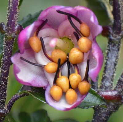 A flower of Axinaea Affinis