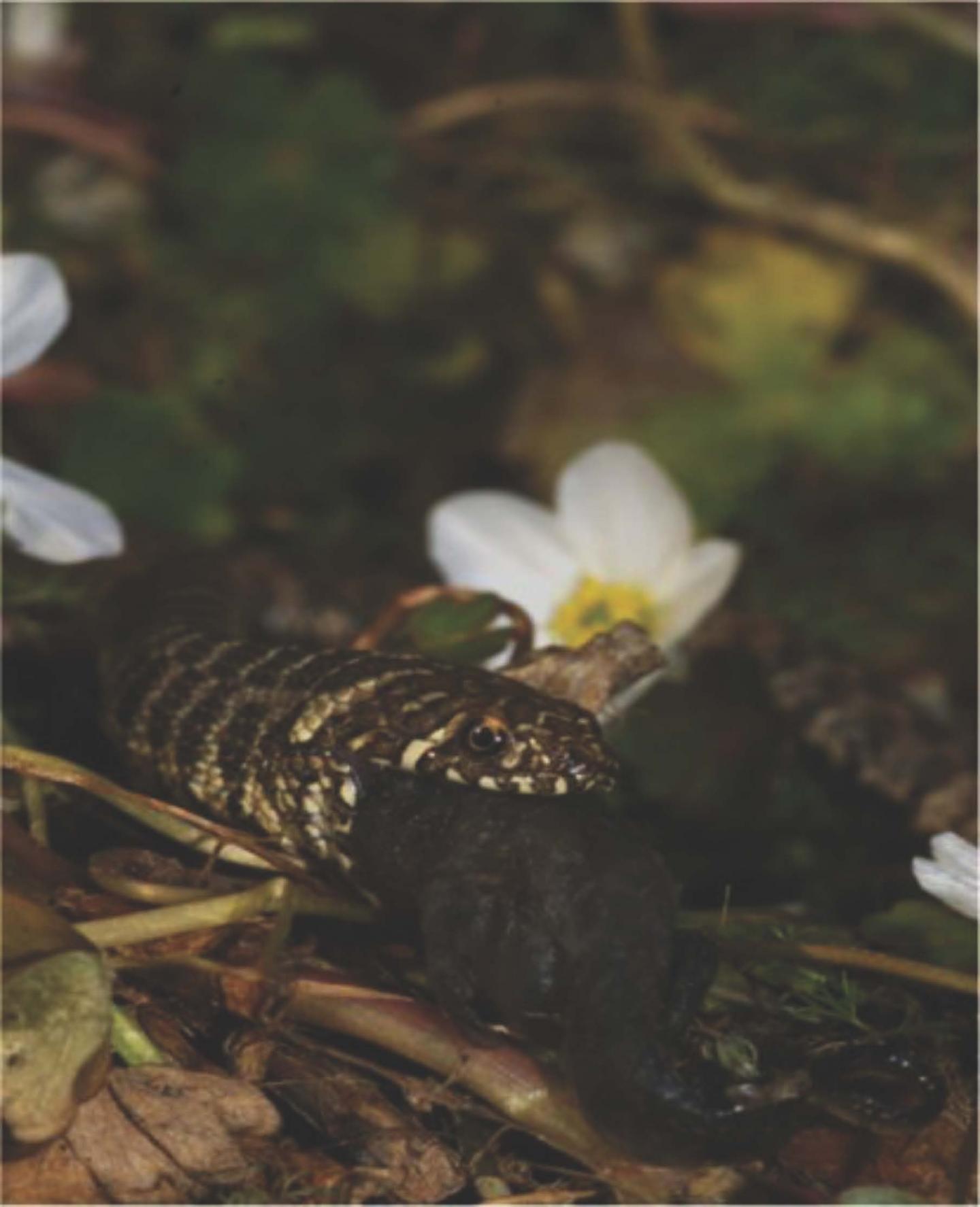 Snake Eating Amphibian