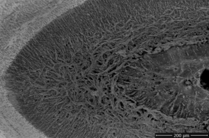 Cross section of rostral denticle