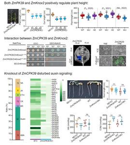 The mechanism of two genes synergistically regulates plant height in maize