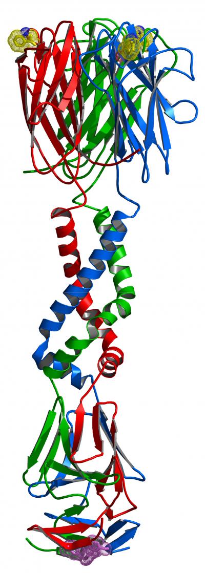 Chlamydia Protein