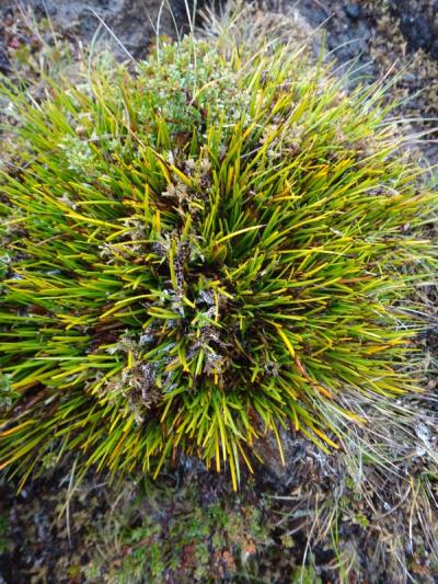 <i>Lepidosperma monticola</i> (2 of 2)