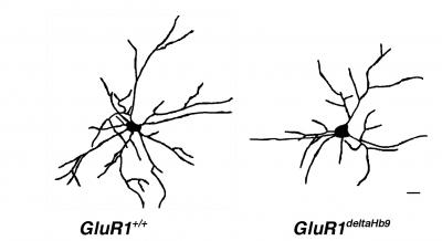 Dendrite Development