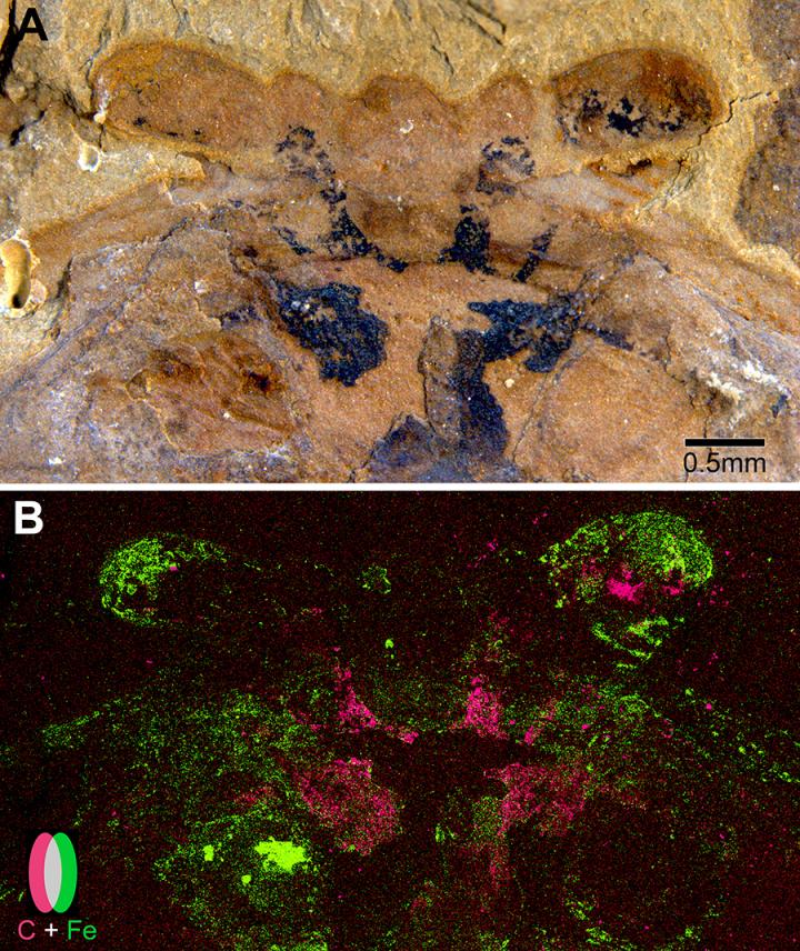 Advanced Imaging Techniques Outline the Fossilized Brain Structures